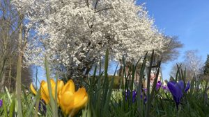 Frühling – Blatzheim blüht auf