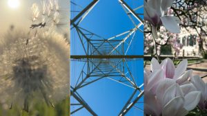 „Pusteblume“ hat Fotowettbewerb gewonnen