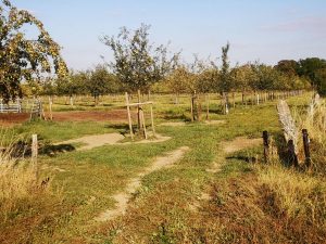 Äpfel können gepflückt werden