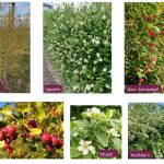 Kostenlose heimische Sträucher