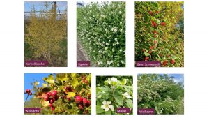 Kostenlose heimische Sträucher