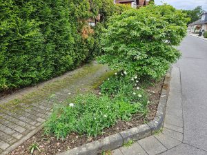 Trostloses Pflanzbeet ist nun ein blühendes Staudenbeet