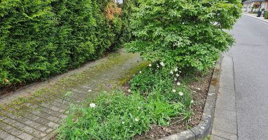Trostloses Pflanzbeet ist nun ein blühendes Staudenbeet